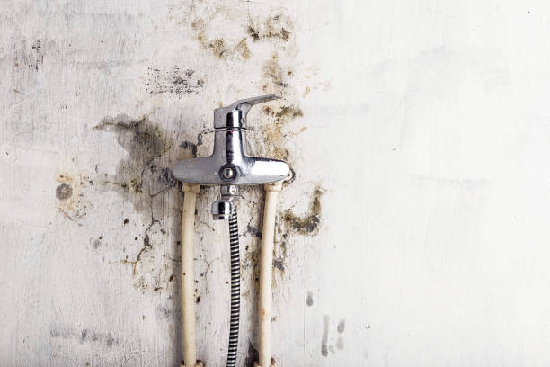 Best Mold Remediation for Schools in Brinckerhoff, NY